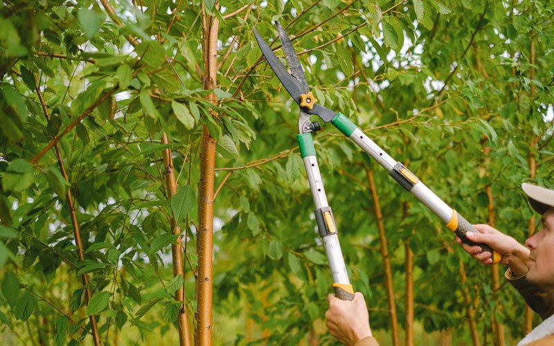 Tree trimming in Derby, IA